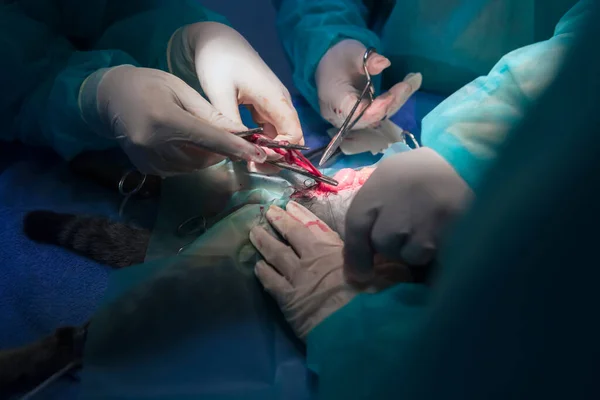 Ομάδα Χειρουργών Και Κτηνιάτρων Που Εκτελεί Εγχείρηση Ευνουχισμού Αποστείρωσης Γάτα — Φωτογραφία Αρχείου