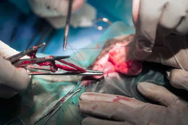 Surgeon Veterinarians Team Performing Castration Sterilization Operation Cat Animal Hospital — Stock Photo, Image