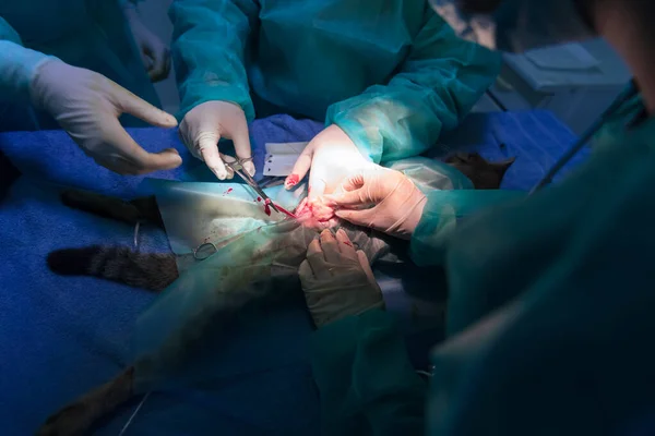 Surgeon Veterinarians Team Performing Castration Sterilization Operation Cat Animal Hospital — Stock Photo, Image