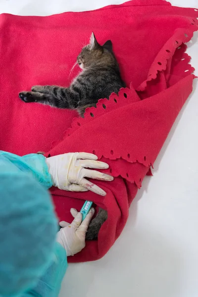 Veterinario Que Mide Temperatura Esterilización Gatitos Pequeños Cirugía Castración Foto — Foto de Stock