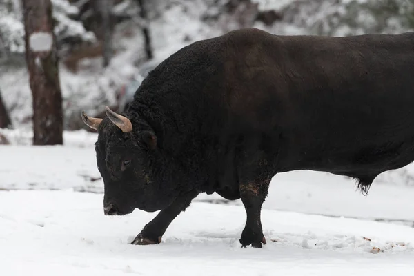 Un gros taureau noir dans l'entraînement à la neige pour se battre dans l'arène. Concept de corrida. Concentration sélective — Photo