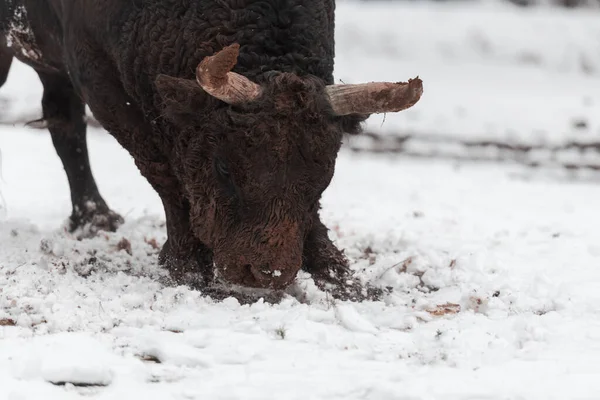 Un gros taureau noir dans l'entraînement à la neige pour se battre dans l'arène. Concept de corrida. Concentration sélective — Photo