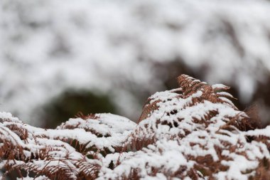Kozalaklı dallar karla kaplıdır. Kar kristallerindeki çam dalı, bir kış günü kar arkaplanına yakın çekim yapar..