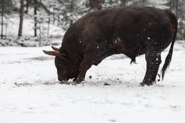 Un gros taureau noir dans l'entraînement à la neige pour se battre dans l'arène. Concept de corrida. Concentration sélective — Photo