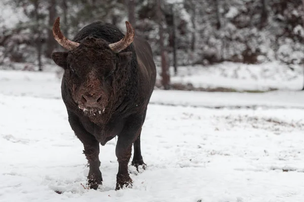 Un gros taureau noir dans l'entraînement à la neige pour se battre dans l'arène. Concept de corrida. Concentration sélective — Photo