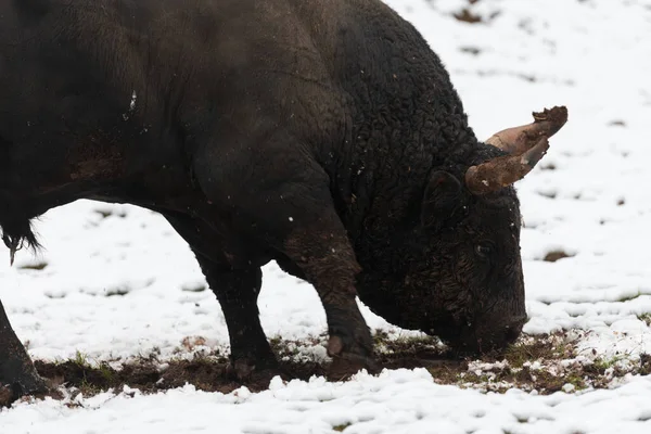 Un gros taureau noir dans l'entraînement à la neige pour se battre dans l'arène. Concept de corrida. Concentration sélective — Photo