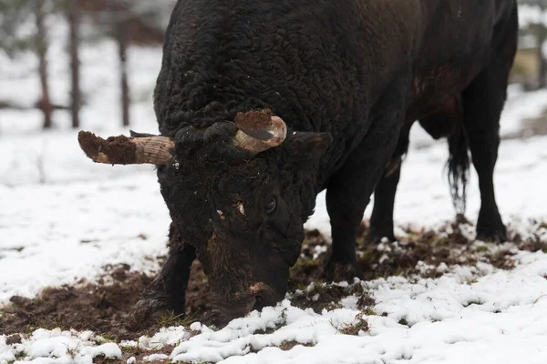 Un gros taureau noir poignarde ses cornes dans le sol enneigé et s'entraîne pour se battre dans l'arène. Le concept de corrida. Concentration sélective — Photo