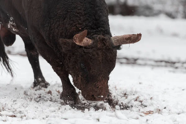 Un gros taureau noir dans l'entraînement à la neige pour se battre dans l'arène. Concept de corrida. Concentration sélective — Photo