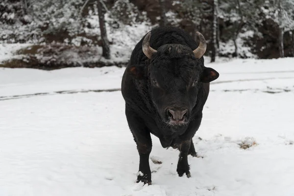 Un gros taureau noir dans l'entraînement à la neige pour se battre dans l'arène. Concept de corrida. Concentration sélective — Photo