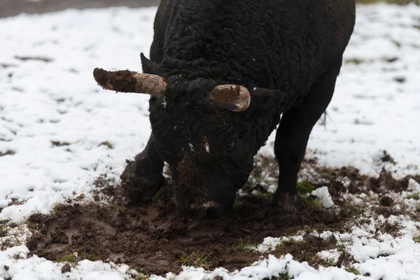 Un gros taureau noir dans l'entraînement à la neige pour se battre dans l'arène. Concept de corrida. Concentration sélective — Photo