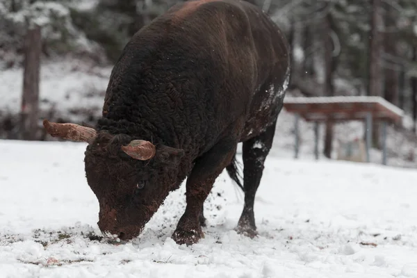 Un gros taureau noir dans l'entraînement à la neige pour se battre dans l'arène. Concept de corrida. Concentration sélective — Photo