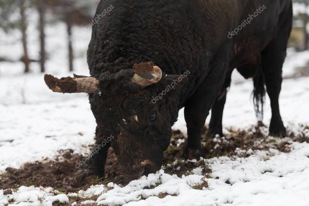 A big black bull stabs its horns into the snowy ground and trains to fight in the arena. The concept of bullfighting. Selective focus 
