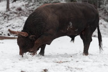 Karda büyük siyah bir boğa, arenada dövüşmek için antrenman yapıyor. Boğa güreşi kavramı. Seçici odak 