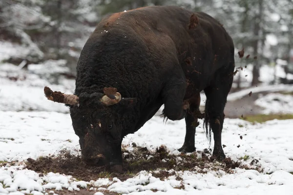 Un gros taureau noir poignarde ses cornes dans le sol enneigé et s'entraîne pour se battre dans l'arène. Le concept de corrida. Concentration sélective — Photo
