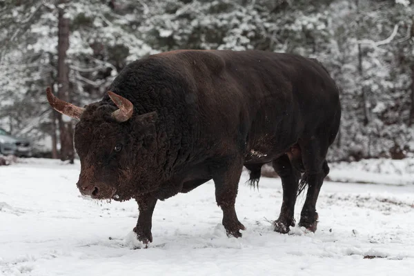 Un gros taureau noir dans l'entraînement à la neige pour se battre dans l'arène. Concept de corrida. Concentration sélective — Photo