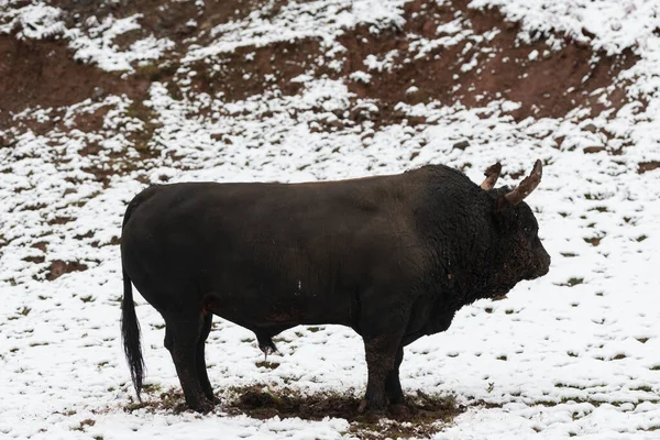 Un gros taureau noir dans l'entraînement à la neige pour se battre dans l'arène. Concept de corrida. Concentration sélective — Photo