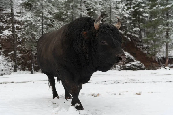 Un gros taureau noir dans l'entraînement à la neige pour se battre dans l'arène. Concept de corrida. Concentration sélective — Photo