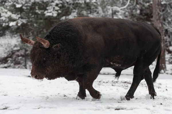 Un gros taureau noir dans l'entraînement à la neige pour se battre dans l'arène. Concept de corrida. Concentration sélective — Photo