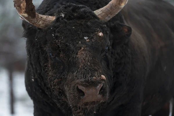 Image en gros plan du Big Black Bull dans l'entraînement à la neige pour combattre dans l'arène. Le concept de corrida. Concentration sélective — Photo