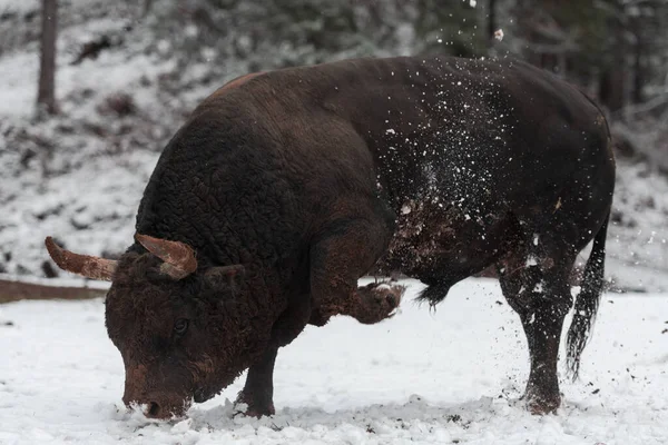 Un gros taureau noir dans l'entraînement à la neige pour se battre dans l'arène. Concept de corrida. Concentration sélective — Photo