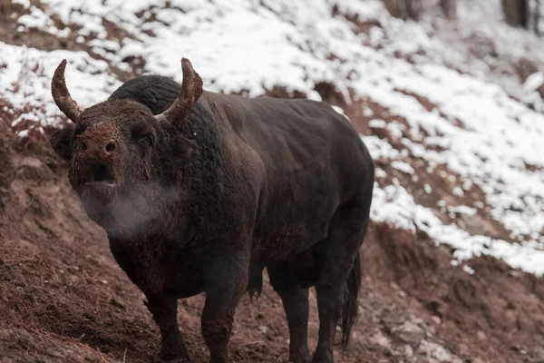 Un gros taureau noir poignarde ses cornes dans le sol enneigé et s'entraîne pour se battre dans l'arène. Le concept de corrida. Concentration sélective — Photo