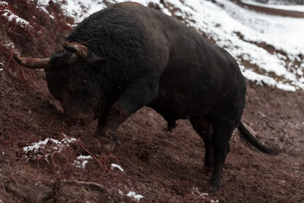 Un gros taureau noir poignarde ses cornes dans le sol enneigé et s'entraîne pour se battre dans l'arène. Le concept de corrida. Concentration sélective — Photo