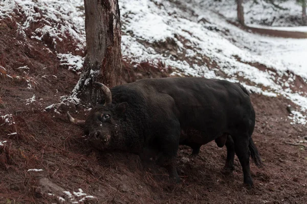 Un gros taureau noir poignarde ses cornes dans le sol enneigé et s'entraîne pour se battre dans l'arène. Le concept de corrida. Concentration sélective — Photo