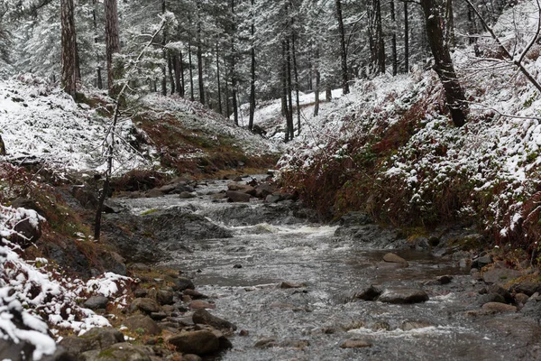 Arroyo de agua en el bosque de invierno. árboles y orillas cubiertas de nieve —  Fotos de Stock