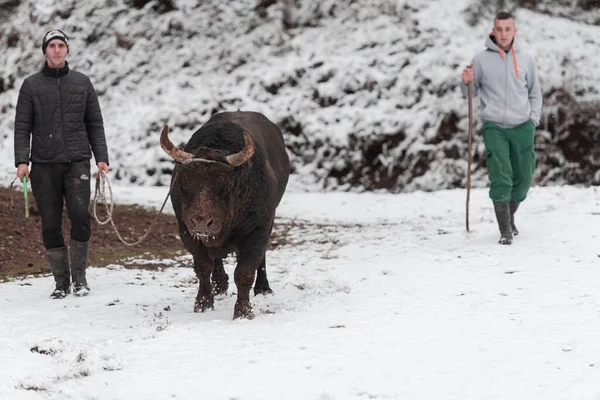 ファイターブルのささやき、森の牧草地で雪の冬の日に牛を訓練し、アリーナでの戦いのために彼を準備する男。闘牛の概念. — ストック写真