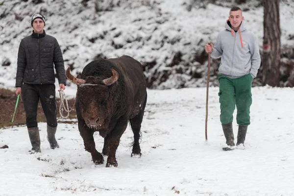 Fighter Bull chuchote : Un homme qui entraîne un taureau par une journée d'hiver enneigée dans un pré forestier et le prépare à un combat dans l'arène. Concept de corrida. — Photo