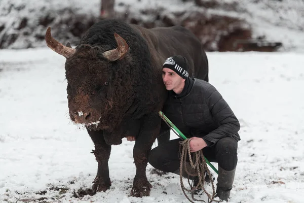 Fighter Bull chuchote : Un homme qui entraîne un taureau par une journée d'hiver enneigée dans un pré forestier et le prépare à un combat dans l'arène. Concept de corrida. — Photo