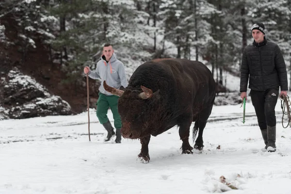 Fighter Bull whispers, A man who training a bull on a snowy winter day in a forest meadow and preparing him for a fight in the arena. Bullfighting concept.