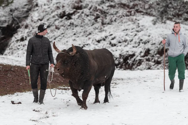 Μαχητής Μπουλ ψιθυρίζει, ένας άνθρωπος που εκπαιδεύει έναν ταύρο σε μια χιονισμένη χειμωνιάτικη μέρα σε ένα λιβάδι του δάσους και τον προετοιμάζει για μια μάχη στην αρένα. Έννοια ταυρομαχίας. — Φωτογραφία Αρχείου
