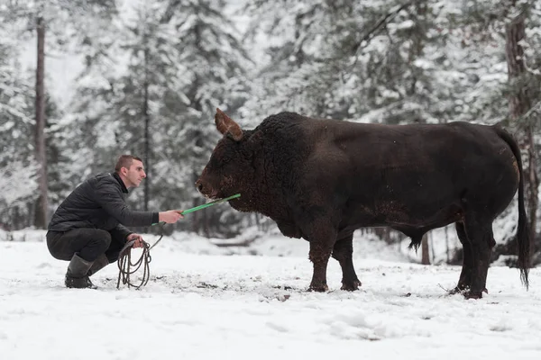 Fighter Bull chuchote : Un homme qui entraîne un taureau par une journée d'hiver enneigée dans un pré forestier et le prépare à un combat dans l'arène. Concept de corrida. — Photo