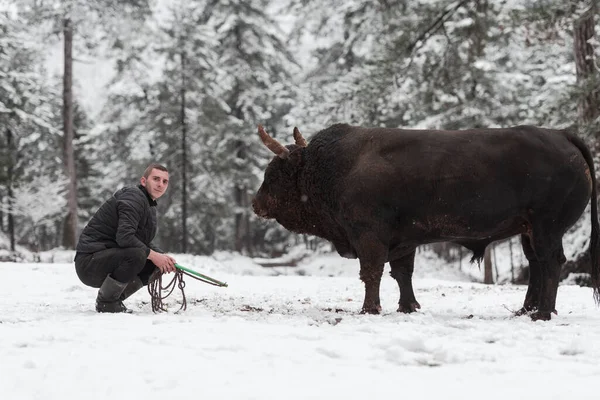 Fighter Bull susurra: Un hombre que entrena a un toro en un día de invierno nevado en un prado forestal y lo prepara para una pelea en la arena. Concepto de corridas de toros. — Foto de Stock