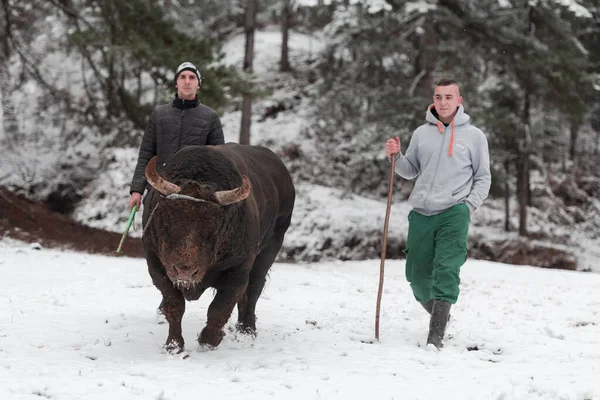 Fighter Bull whispers, A man who training a bull on a snowy winter day in a forest meadow and preparing him for a fight in the arena. Bullfighting concept.