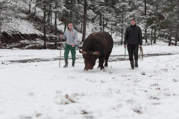 Fighter Bull chuchote : Un homme qui entraîne un taureau par une journée d'hiver enneigée dans un pré forestier et le prépare à un combat dans l'arène. Concept de corrida. — Photo