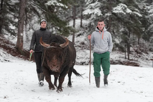 Fighter Bull whispers, A man who training a bull on a snowy winter day in a forest meadow and preparing him for a fight in the arena. Bullfighting concept.