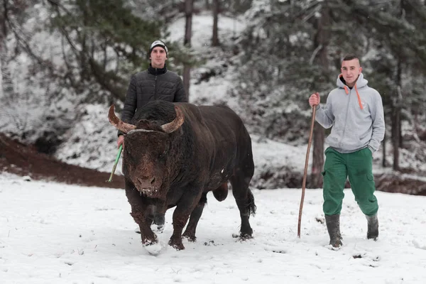 Fighter Bull whispers, A man who training a bull on a snowy winter day in a forest meadow and preparing him for a fight in the arena. Bullfighting concept.