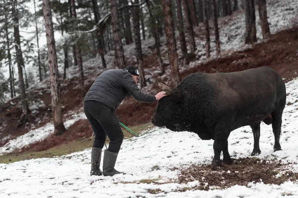 Fighter Bull chuchote : Un homme qui entraîne un taureau par une journée d'hiver enneigée dans un pré forestier et le prépare à un combat dans l'arène. Concept de corrida. — Photo