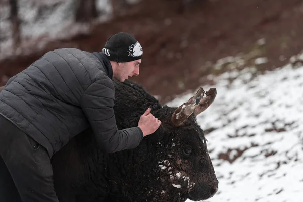 Fighter Bull chuchote : Un homme qui entraîne un taureau par une journée d'hiver enneigée dans un pré forestier et le prépare à un combat dans l'arène. Concept de corrida. — Photo