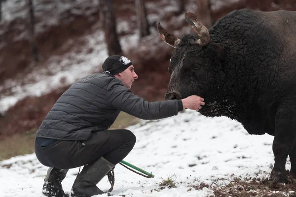 Fighter Bull chuchote : Un homme qui entraîne un taureau par une journée d'hiver enneigée dans un pré forestier et le prépare à un combat dans l'arène. Concept de corrida. — Photo