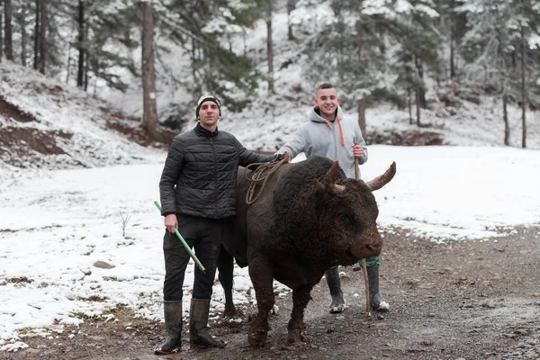 Fighter Bull whispers, A man who training a bull on a snowy winter day in a forest meadow and preparing him for a fight in the arena. Bullfighting concept.