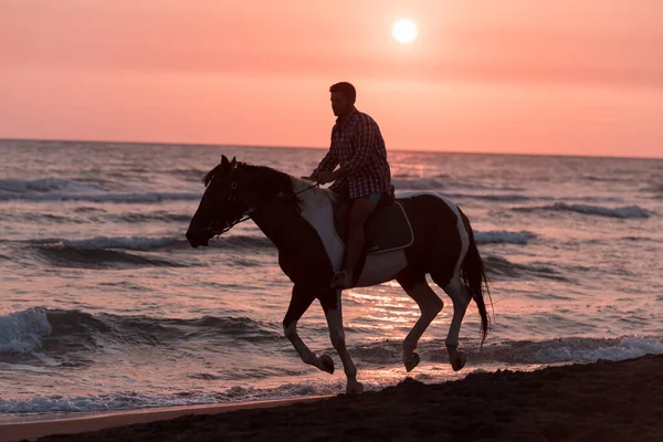A modern man in summer clothes enjoys riding a horse on a beautiful sandy beach at sunset. Selective focus — Zdjęcie stockowe