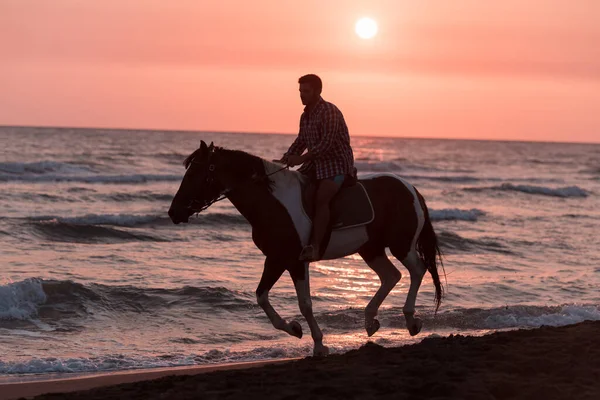 Ένας σύγχρονος άνδρας με καλοκαιρινά ρούχα απολαμβάνει να ιππεύει ένα άλογο σε μια όμορφη αμμώδη παραλία το ηλιοβασίλεμα. Επιλεκτική εστίαση — Φωτογραφία Αρχείου