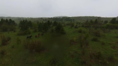 A herd of wild horses running through a forest during heavy rainfall. Aerial fpv drone following track view slow motion shot. Beautiful nature in spring or summer rain. 