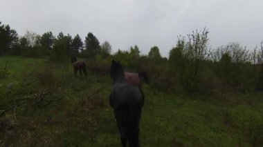 A herd of wild horses running through a forest during heavy rainfall. Aerial fpv drone following track view slow motion shot. Beautiful nature in spring or summer rain. 