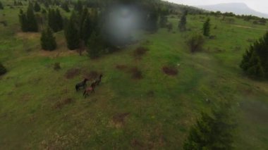 A herd of wild horses running through a forest during heavy rainfall. Aerial fpv drone following track view slow motion shot. Beautiful nature in spring or summer rain. 