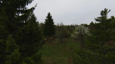 A herd of wild horses running through a forest during heavy rainfall. Aerial fpv drone following track view slow motion shot. Beautiful nature in spring or summer rain. 
