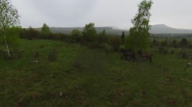 A herd of wild horses running through a forest during heavy rainfall. Aerial fpv drone following track view slow motion shot. Beautiful nature in spring or summer rain. 